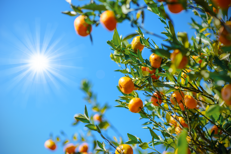 sinasappeltjes aan de bomen zie met Fietsverhuur Albir Costa Blanca Spanje